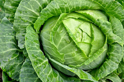 LYRS Hybrid Cabbage Seed Seed(80 per packet)