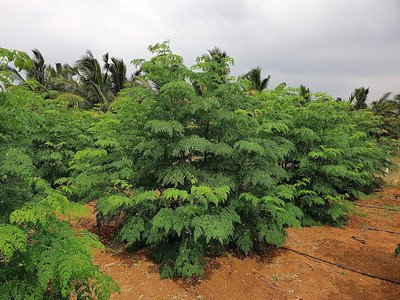 CYBEXIS HUA-48 - Pkm-1 Drumstick(Moringa) - (1350 Seeds) Seed(1350 per packet)