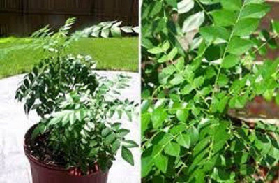 Sjeme Pure Neem Leaf Seed(70 per packet)