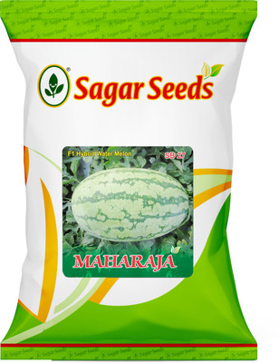 Axote MAHARAJA WATERMELON Seed(25 per packet)
