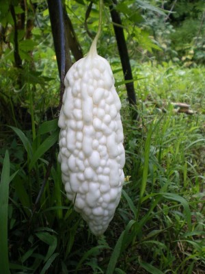 Qualtivate ® Imported Bitter gourd white chinese variety seeds Seed(35 per packet)