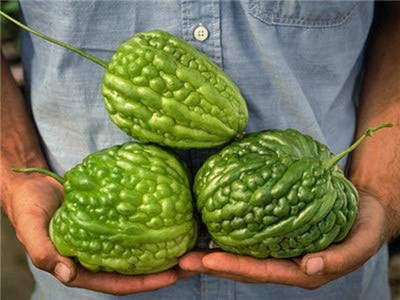 VibeX Bitter Gourd Seed(125 per packet)