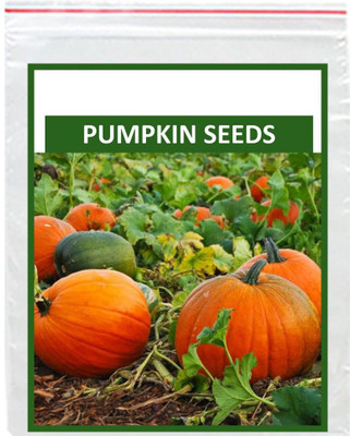 VibeX Pumpkin Seed(125 per packet)