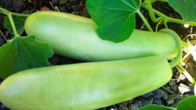 VibeX Bottle Gourd Seed(70 per packet)