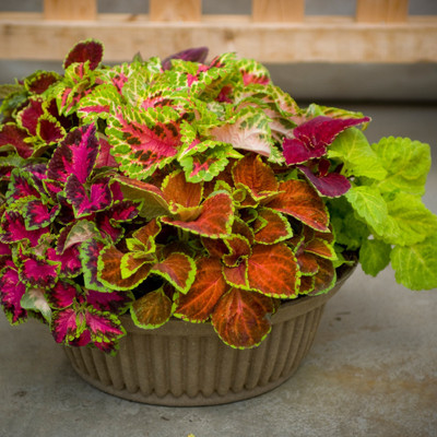 Paudha Coleus Rainbow Mix Seed(39 per packet)