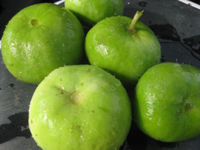 VibeX Apple Gourd Seed(60 per packet)