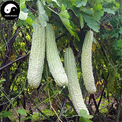 Qualtivate ® Bitter Gourd White Long Seeds Seed(50 per packet)