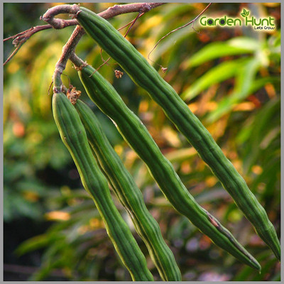 VibeX Moringa Seed(20 per packet)