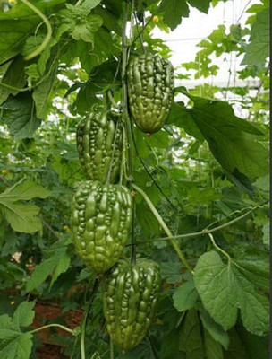 VibeX Bitter Gourd Seed(150 per packet)