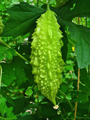 Qualtivate ™ F1 Hybrid Seeds Bitter Gourd Seed(125 per packet)