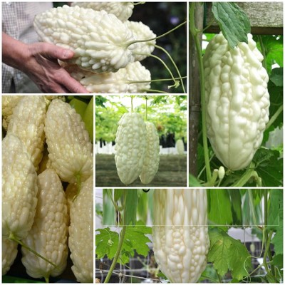ActrovaX Bitter Gourd F1 Hybrid 3 in 1 Vegetable Seed [100gm Seeds] Seed(100 g)