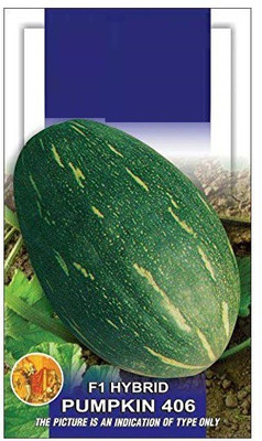 VibeX Pumpkin Seed(20 per packet)