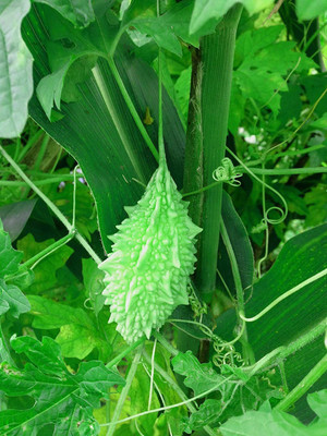 CYBEXIS LXI-39 - Bitter Gourd Karela - (300 Seeds) Seed(300 per packet)