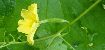 Qualtivate ™ Bitter Gourd Organic F1 Hybrid Seeds Seed(120 per packet)