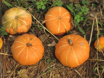 VibeX VXI-19 - Pumpkin Hybrid Surya Small Fruit - (100 Seeds) Seed(100 per packet)