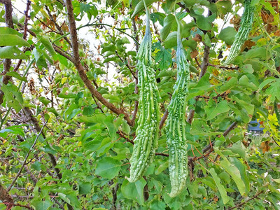 VibeX Bitter Gourd Seed(150 per packet)