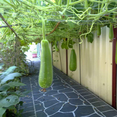 VibeX Bottle Gourd Seed(1000 per packet)