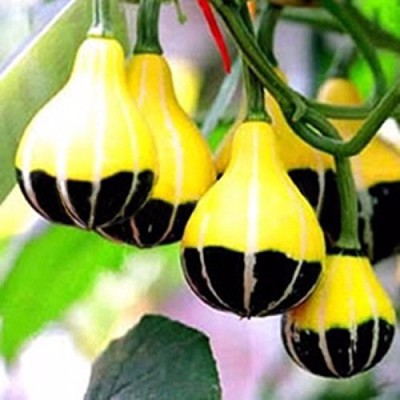 ActrovaX Rare Chinese Pumpkin [1600 Seeds] Seed(1600 per packet)