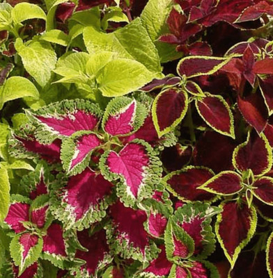 Paudha Coleus Rainbow Mix Seed(20 per packet)