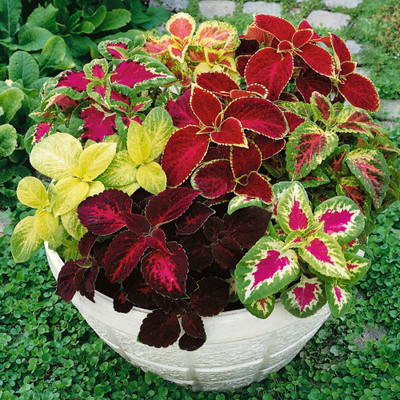 Paudha Coleus Rainbow Mix Seed(24 per packet)
