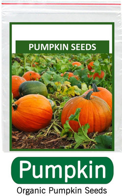 VibeX Pumpkin Seed(125 per packet)