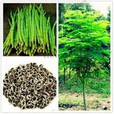 CYBEXIS LXI-90 - Moringa Oleifera (Drumstick Tree) - (1350 Seeds) Seed(1350 per packet)