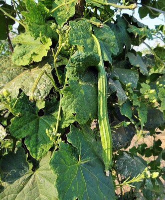 VibeX Sponge Gourd Seed(500 per packet)