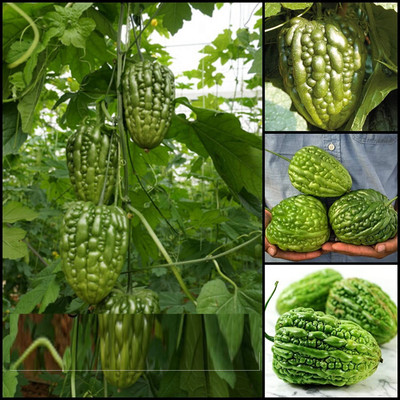 VibeX Bitter Gourd Seed(150 per packet)