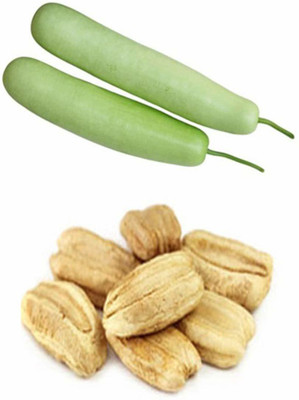 VibeX Bottle Gourd Seed(150 per packet)