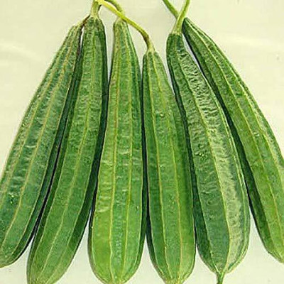 VibeX Ridge-Sponge-Gourd Seed(40 per packet)