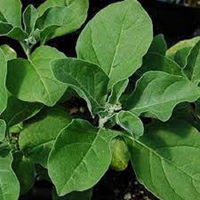 V Seed Ashwagandha High Germinated Seed Seed(45 per packet)