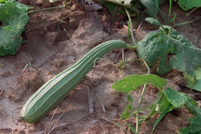 CHILLATAI Beerakaya / Heerekayi / Ridge Gourd Vegetable Seed(12 per packet)