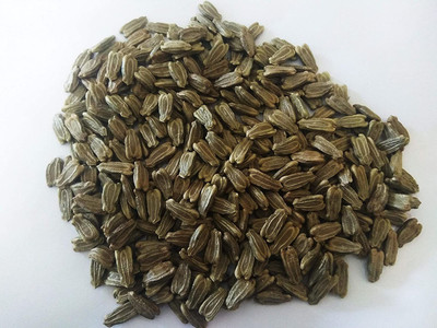 VibeX Bottle Gourd Seed(70 per packet)
