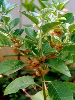 Sjeme Green Ashwagandha Herb Seed Seed(250 per packet)