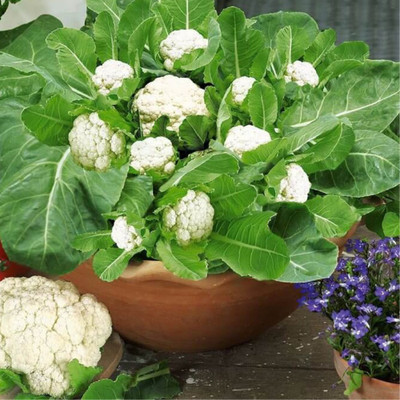 FARMBLESSING cauliflower Seed(10 per packet)