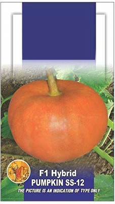 VibeX Pumpkin Seed(20 per packet)