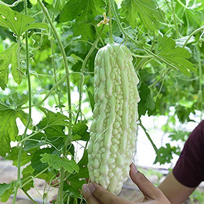 VibeX Bitter Gourd Seed(70 per packet)