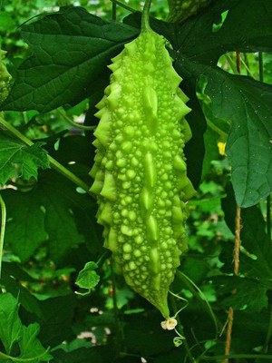 VibeX Bitter Gourd Seed(350 per packet)