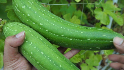 VibeX Ridge-Sponge-Gourd Seed(70 per packet)