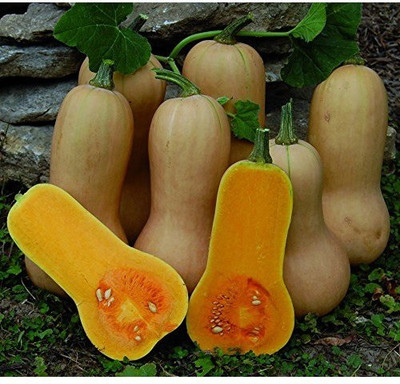 Qualtivate ™ Green Bell Shape Butternut Seeds Seed(50 per packet)