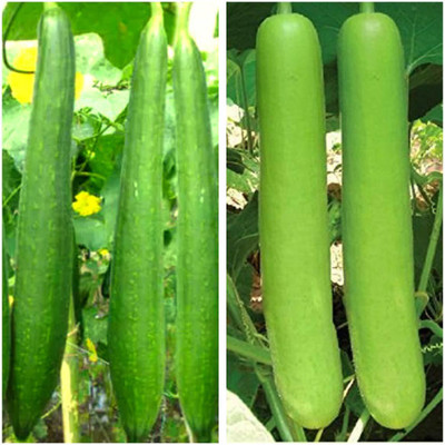 VibeX Bottle Gourd Seed(125 per packet)
