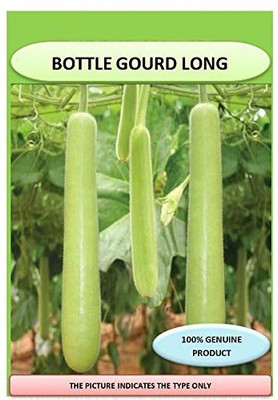 ActrovaX XII Hybrid Bottle Gourd [50 Seeds] Seed(50 per packet)