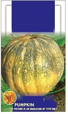 VibeX Pumpkin Seed(20 per packet)
