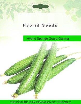 Qualtivate ™ Sponge Gourd 1 Packet Seeds Seed(80 per packet)