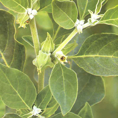 V Seed ashwagandha seed Seed(250 per packet)