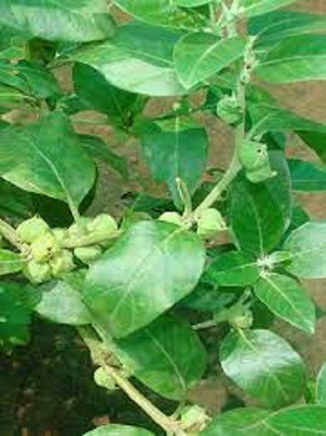V Seed Natural Ashwaganda Seed Seed(130 per packet)