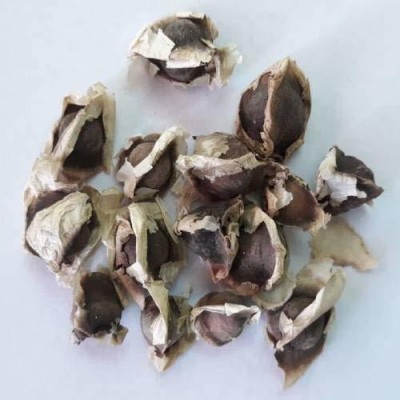 VibeX Moringa Seed(80 per packet)