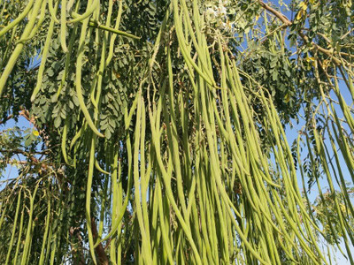 Aywal MORINGA/DRUMSTICK/SAIJAN Seed(5 per packet)