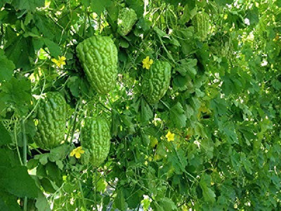 VibeX Bitter Gourd Seed(150 per packet)