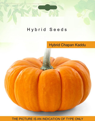 VibeX Pumpkin Seed(30 per packet)